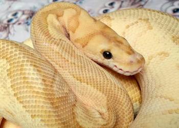 Fire Lesser Clown - Python regius - 2.5 letnia SAMICA (możliwa zamiana)
