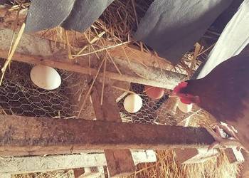 Jaja kurze z gospodarstwa.