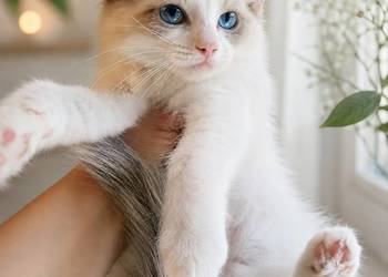 Piękna kotka Ragdoll z rodowodem i wyprawką