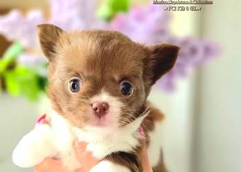 Chihuahua długowłosy FCI