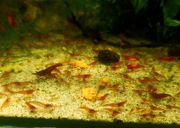 Krewetki Red Cherry, czerwone