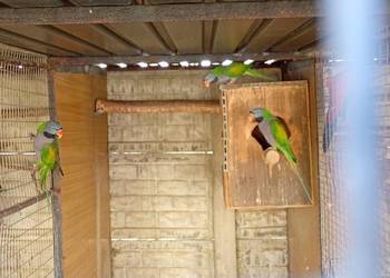 Aleksandretty chińskie samce 2023 DNA Modrolotki