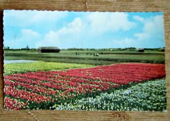 TULIPANY NA POLU W OKOLICY ARNHEM