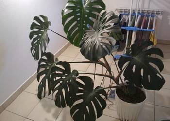 Monstera Deliciosa DZIURAWA