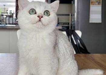 . Brytyjskie  srebrne,  srebrne pointy