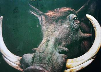 Archiwum blues rocka NAVASOTA- Rootin. 1972. Archiwum blues rocka NAVASOTA- Rootin. 1972.