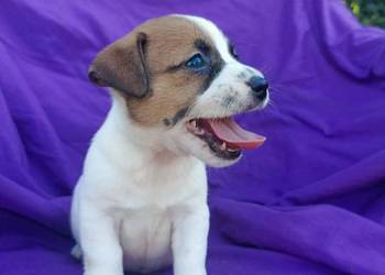 Wzorcowy Jack Russell Terrier JRT piękna budowa rodzice FCI