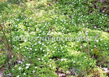 Działka Grębosze 6300m2