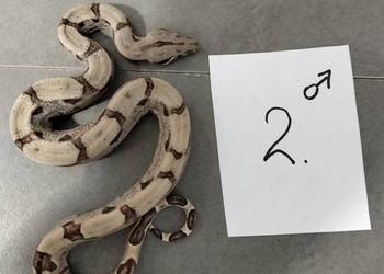 Boa cesarskie hypo samce cb26