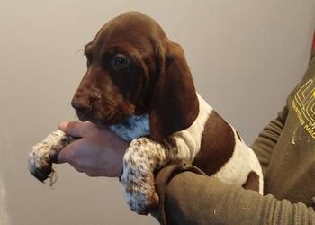 Wyżeł niemiecki krótkowłosy