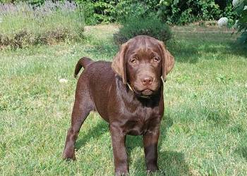 Labrador czekoladowy szczenię