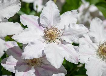 Pnącza Clematis, Powojnik, Wisteria, Glicynia, Akebia, Milin, bluszcz