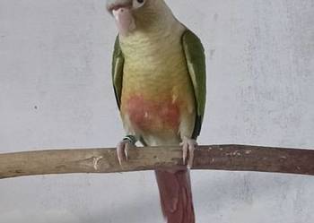 Papuga rudosterka pupil