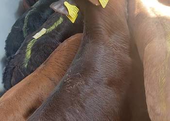 Od 70kilo Byczki małe cielęta mięsne