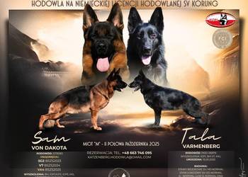 Owczarek niemiecki krótkowłosy szczeniak po ojcu Mistrz świata - rezerwacja
