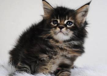 Kociaczki  maine coon z prawdziwym rodowodem.