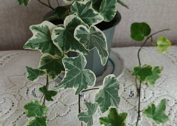 Roślina domowa "bluszcz - Hedera Helix. "