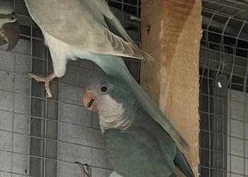 Papuga