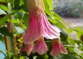Abutilon Pink Charm