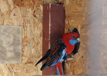 Rozella królewska samiec