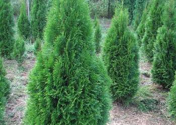 Thuja Smaragd 70 cm PRODUCENT