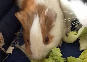 Świnka morska samiec