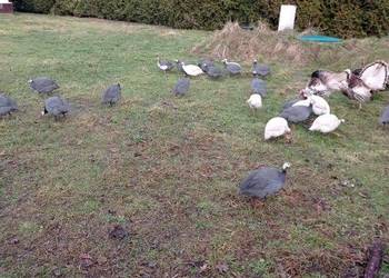 Perliczki samce i samice sprzedam