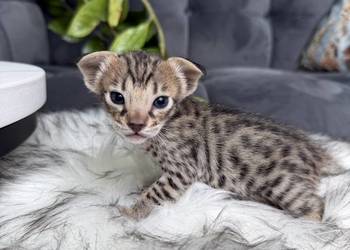 Złota samica Savannah F6