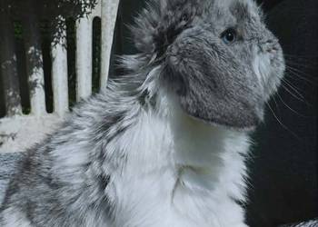 Śliczne kroliczki mini lop