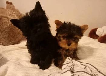 York Terrier Mini
