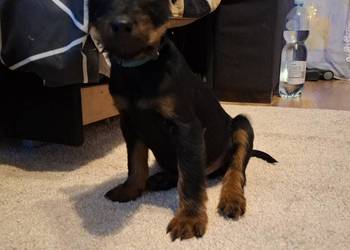 Terier Niemiecki Piesek