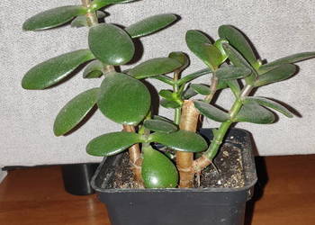 Grubosz, crassula, ładne drzewko szczęścia