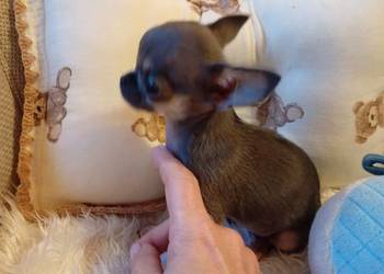 Chihuahua xxs błękitna