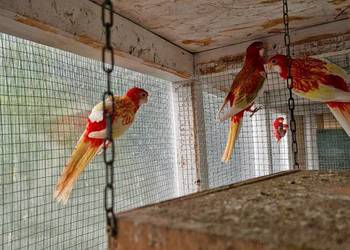 Rozelle Bialolice rubino Rozelle Bialolice rubino