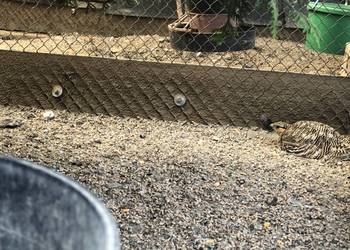 Stepówka białobrzucha dorosła para i samica