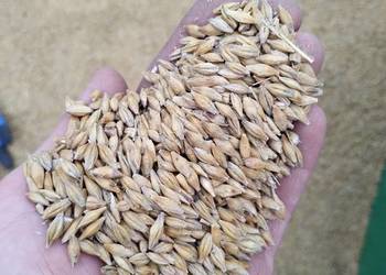 Sprzedam jęczmień jary