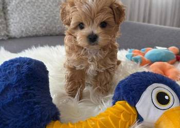 Maltipoo xxs pieski