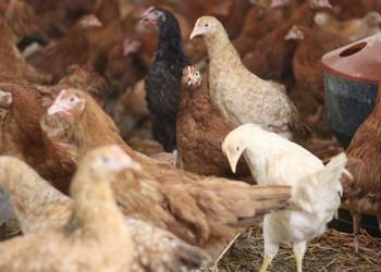 Kury nioski młode m.in. Rosa, Sussex, Greenshell