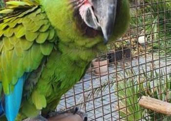 Ara Militaris Samica