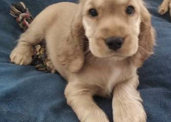 Cocker spaniel angielski