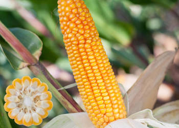 Nasiona kukurydza SM Konkurent FAO 230-240