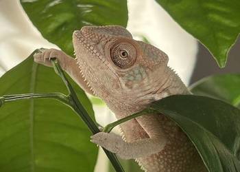 Kameleon lamparci samiczki