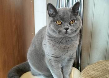 Piękny Waldi już do odbioru Rodowód Międzynarodowy