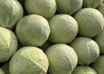 Sprzedam warzywa kapuste, marchew, pietruszke, seler ...