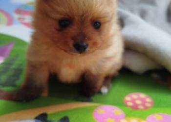 szpic miniaturowy - suczka do rezerwacji