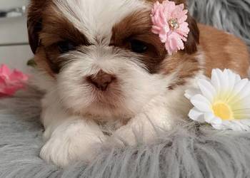 Suczka rasy Shih-Tzu biało złota