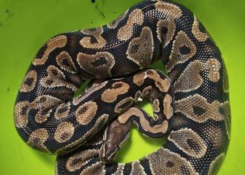 Samica pytona królewskiego dorosła