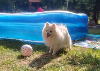 szpic miniaturowy pomeranian