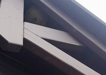 Likwidacja, usuwanie gniazd os, pszczół ,szerszeni Likwidacja, usuwanie gniazd os, pszczół ,szerszeni