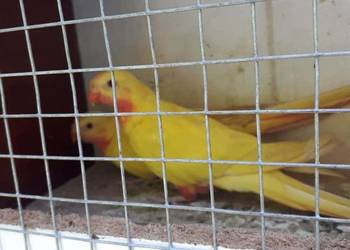 Księżniczki walii lutino